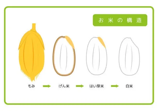 ダイエットに良い玄米と発芽玄米の違