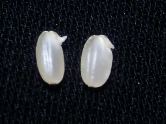 発芽玄米