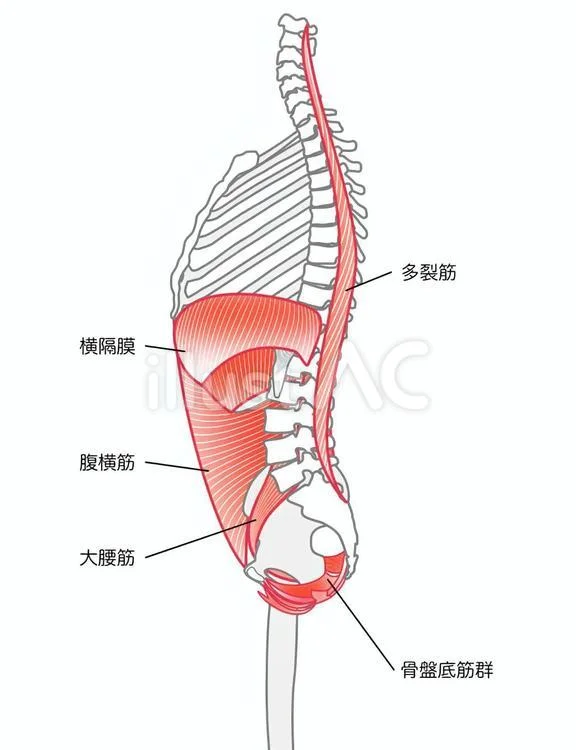 体幹