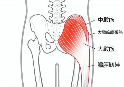 大臀筋