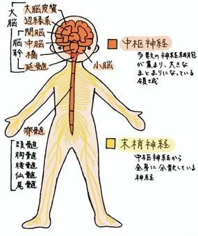 中枢神経