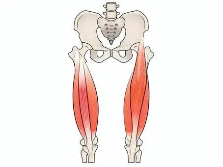 大腿四頭筋