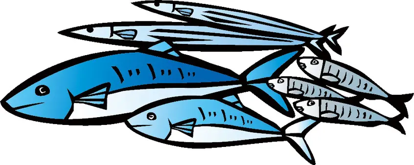 青魚