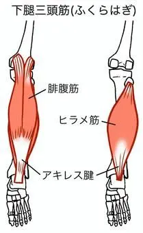 下腿三頭筋