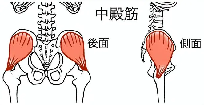 中殿筋