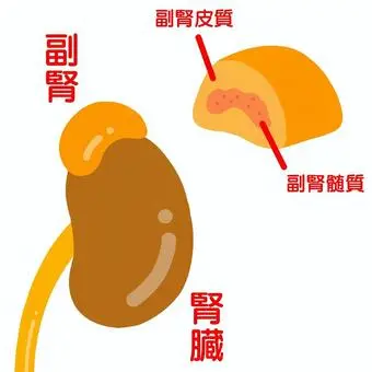 副腎