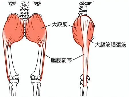 大殿筋