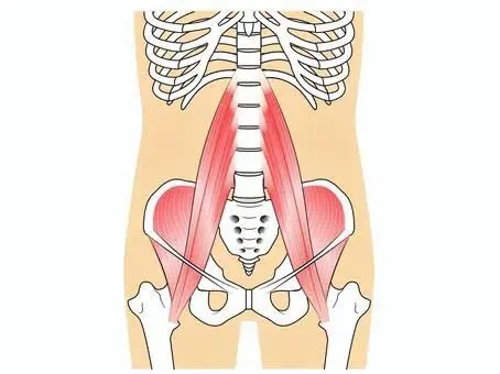 腸腰筋