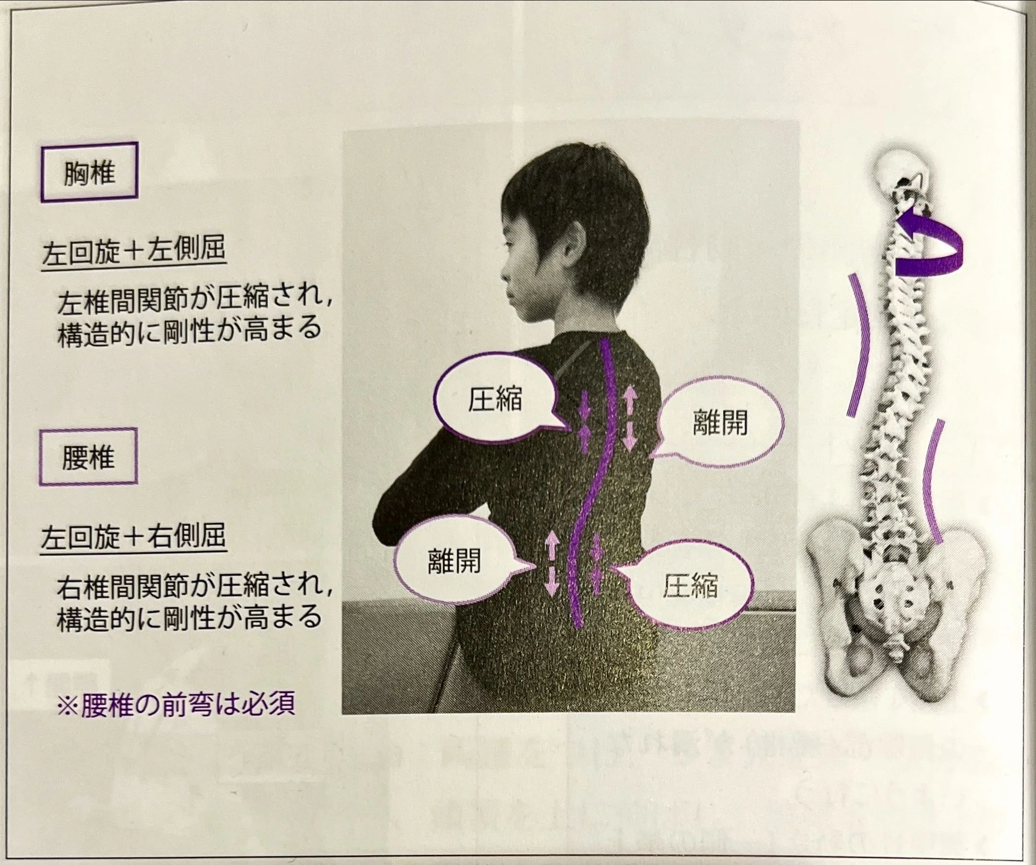 左に体をひねるときの脊柱の動き