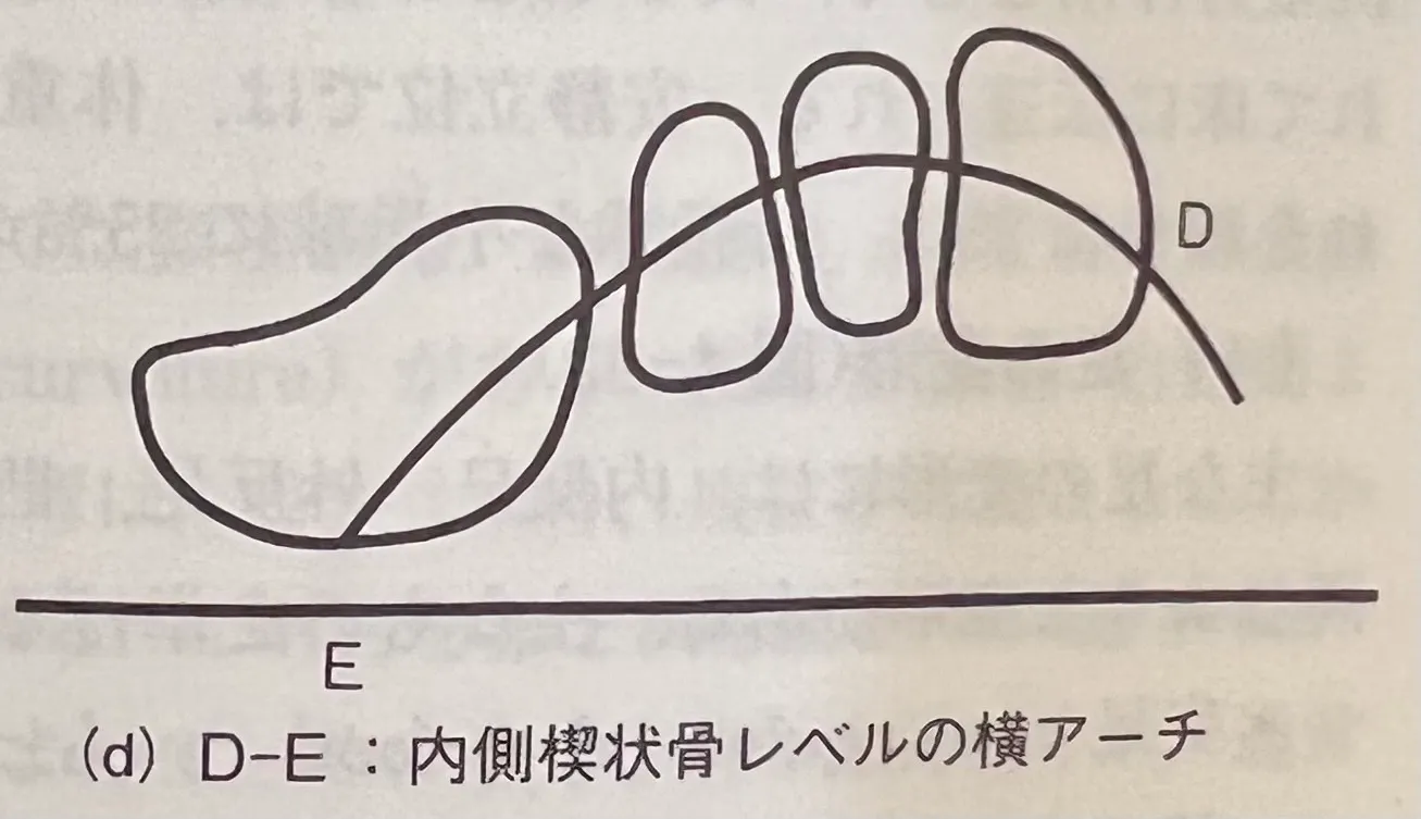 足の前アーチの構造2