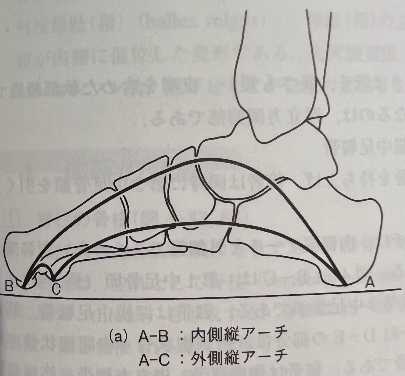 足の内側・外側の縦アーチの構造、横から