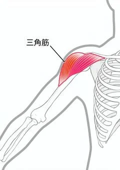 三角筋