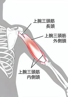 上腕三頭筋のイメージ